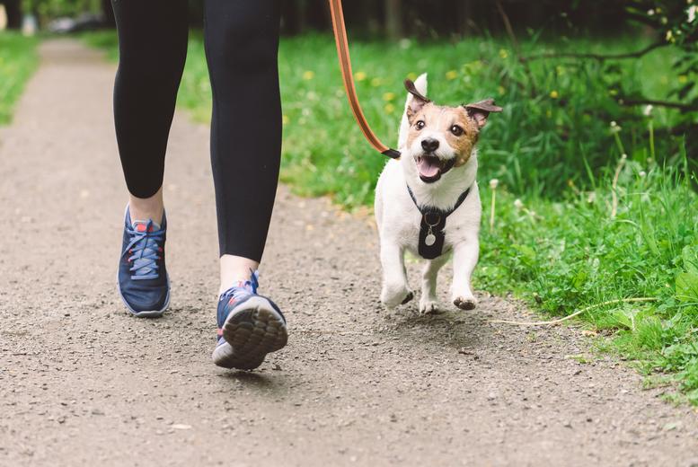 Online Dog Walking Basics Course - Cpd Certified & Lifetime Access