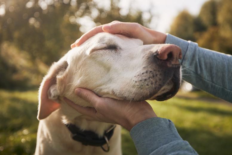 Online Senior Pet Care Course With Certification - Holly And Hugo
