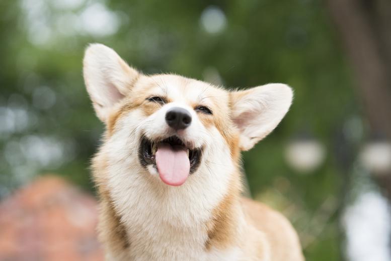 Online Animal Physical Therapy Course - Holly And Hugo