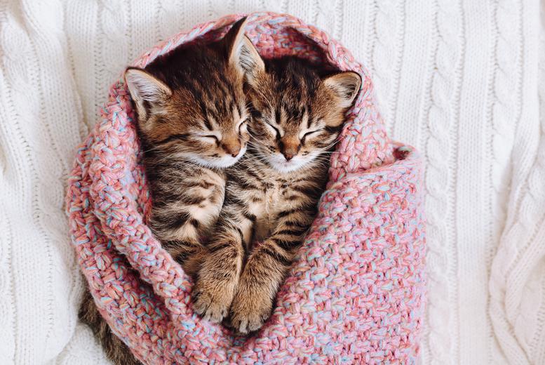 Essential Cat & Kitten Care Online Course - Cpd Certified