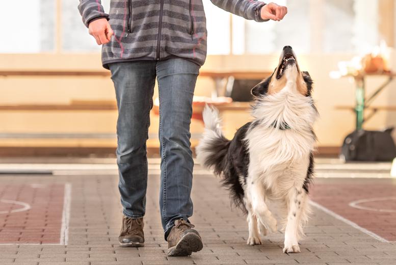 Online Accredited Dog Behaviour Moderation Course - Holly And Hugo