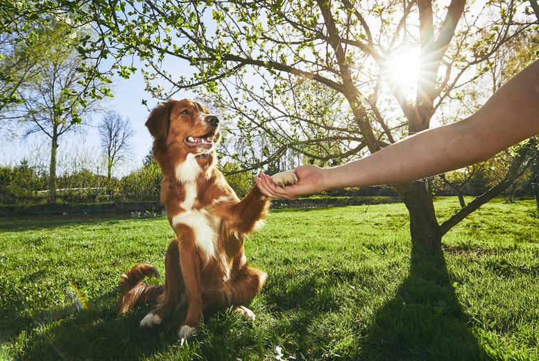 Online Dog Behaviour & Training Course - Holly And Hugo