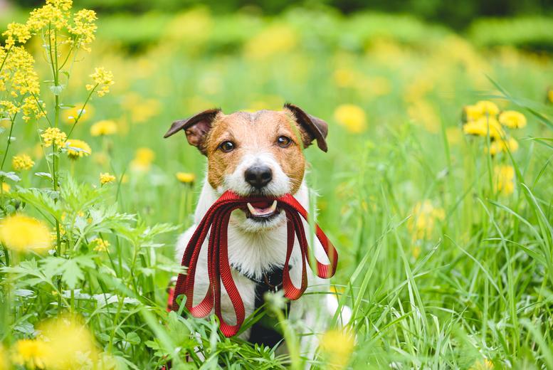 Icoes & Cpd Certified Puppy & Dog Online Training Course - Holly And Hugo