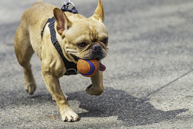 Icoes & Cpd Dog Training Essentials Course