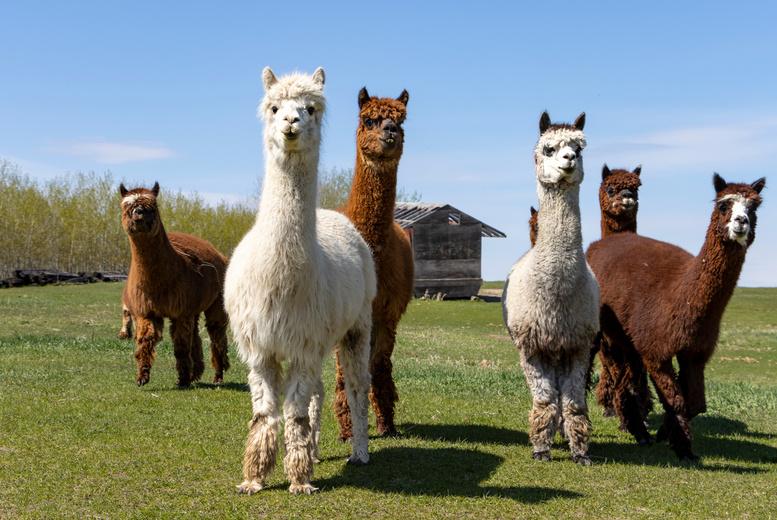 2 Hour Alpaca Trekking Experience For 2 At Exotic Animals Of Ireland Stud Farm, Westmeath